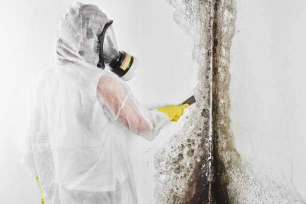 Best Crawl Space Mold Removal  in Blairsville, PA