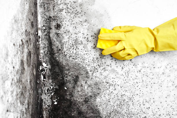 Office Mold Removal Services in Blairsville, PA