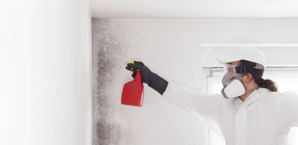 Best Fast Mold Removal  in Blairsville, PA