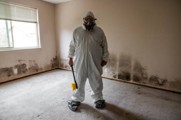 Best Mold Damage Repair  in Blairsville, PA