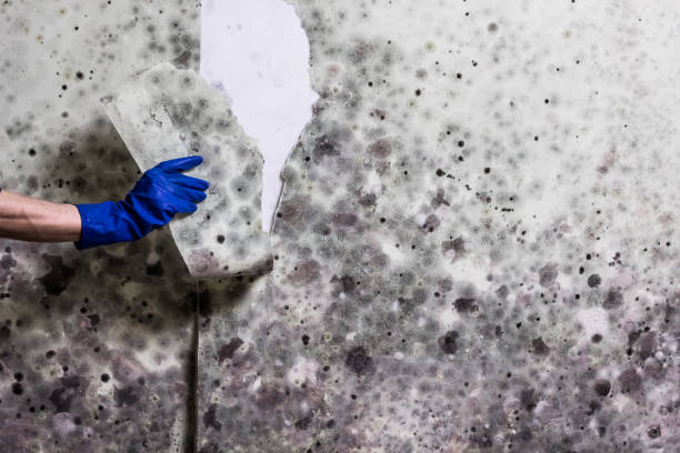 Best Attic Mold Removal  in Blairsville, PA