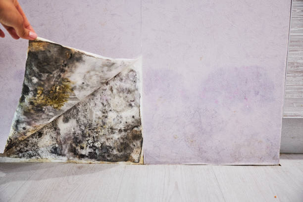 Best Professional Mold Removal  in Blairsville, PA